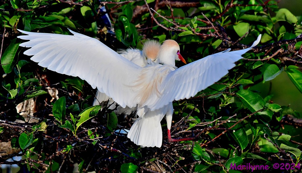DSC_2431_001.JPG