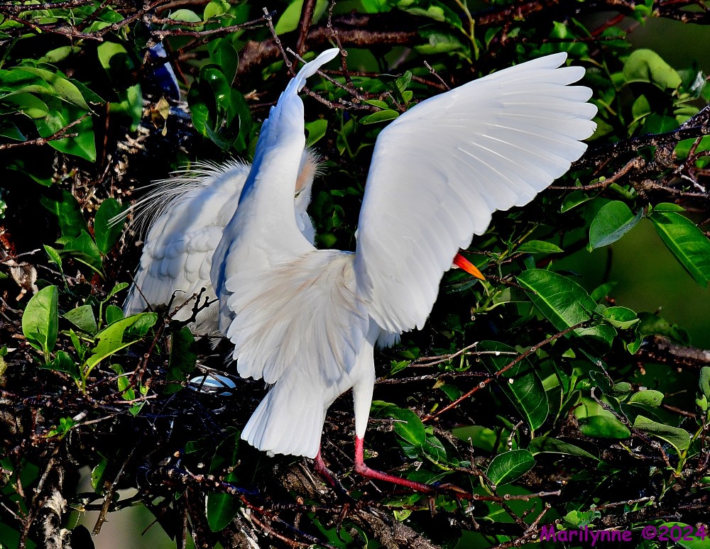 DSC_2432_001.JPG