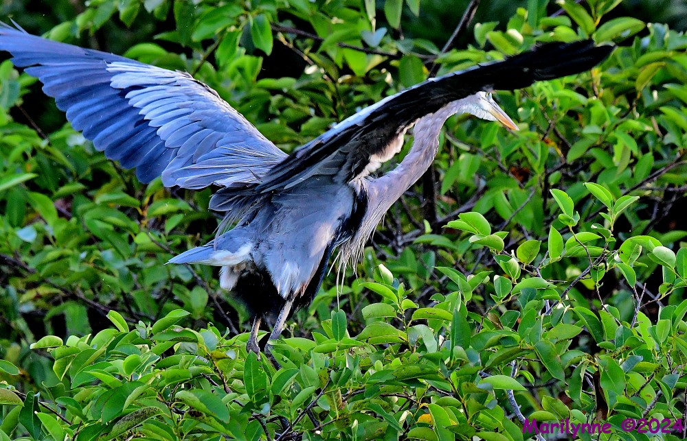 DSC_2432_001.JPG