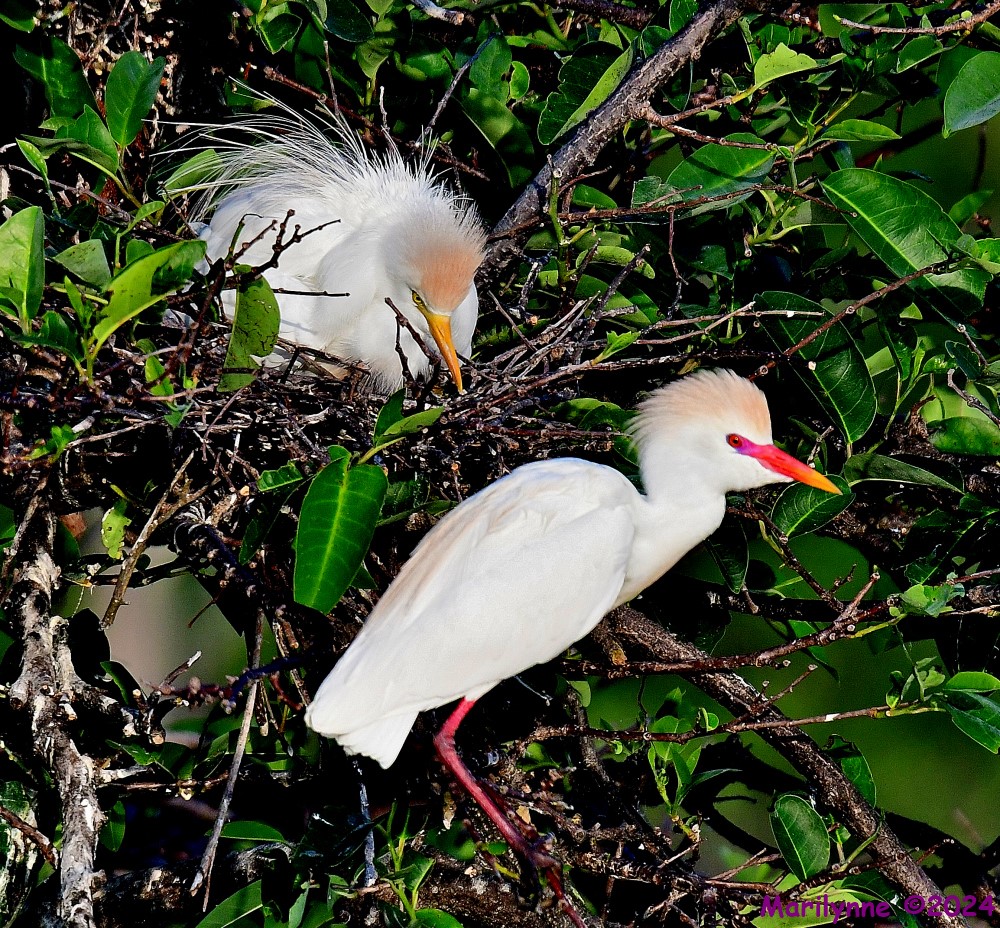 DSC_2434_001.JPG