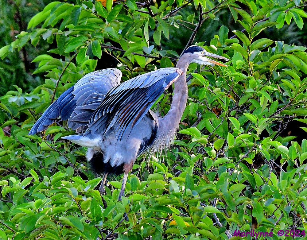 DSC_2435_001.JPG