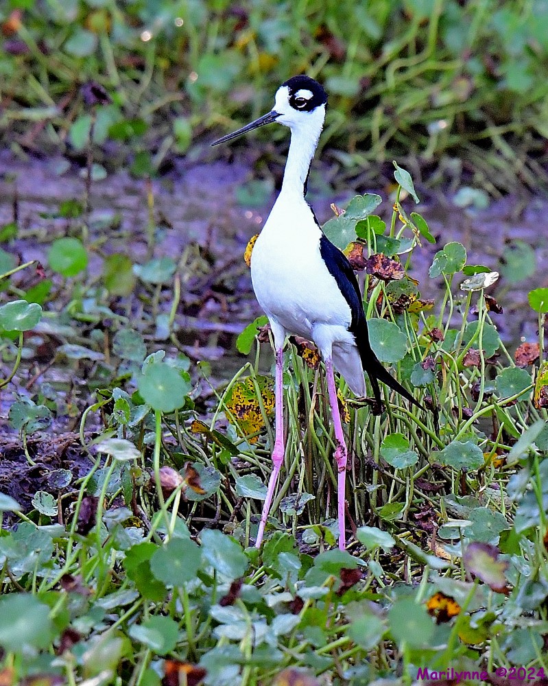 DSC_2436_001.JPG