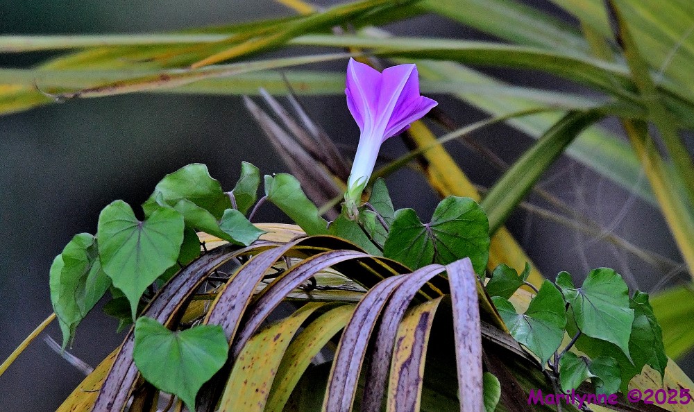 DSC_2436_001.JPG