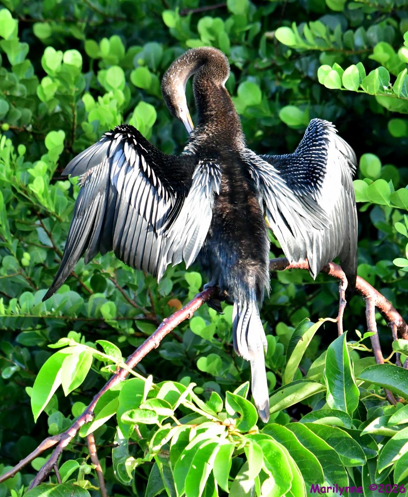 DSC_2437_001.JPG
