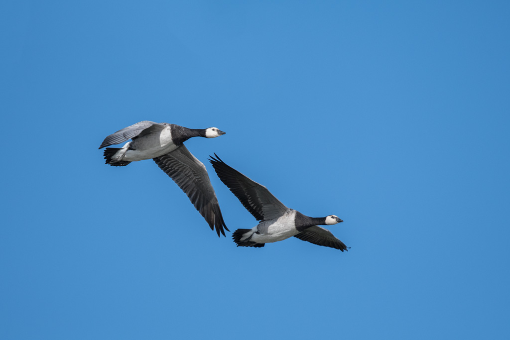 DSC_2438.jpg