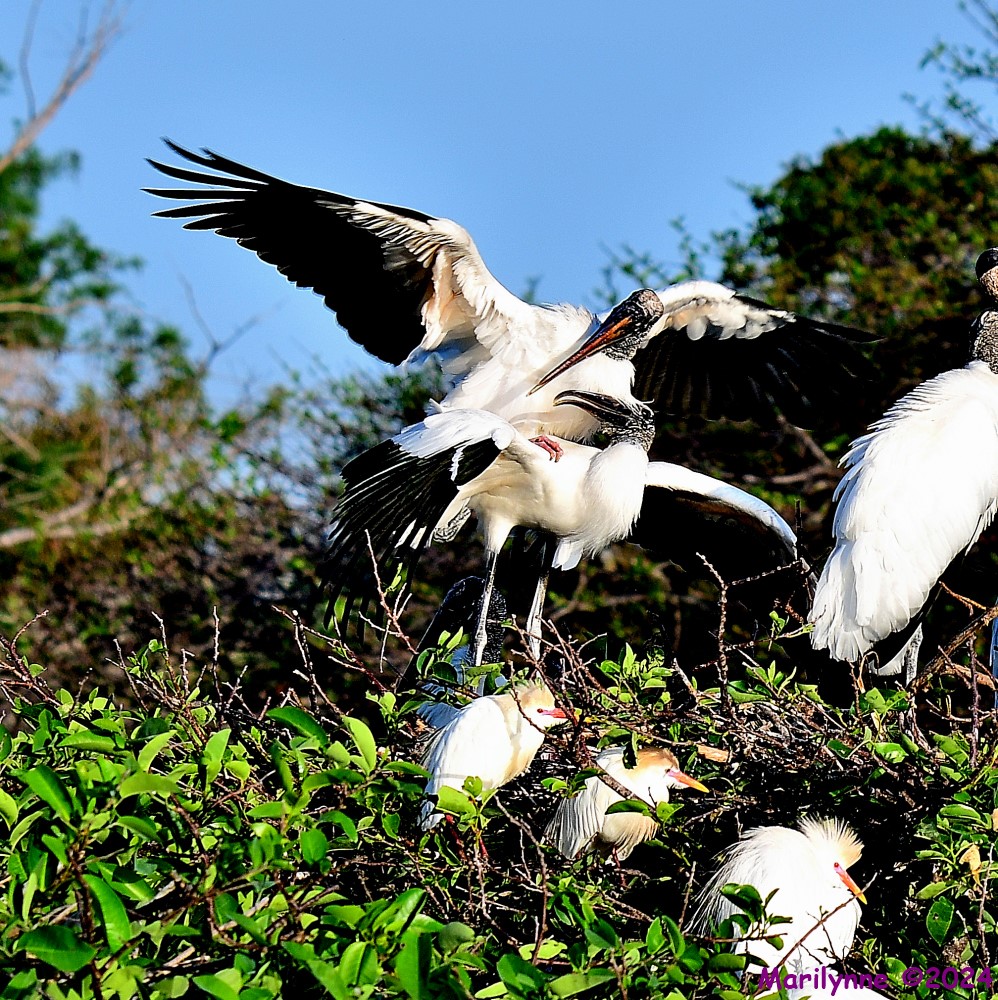DSC_2438_001.JPG