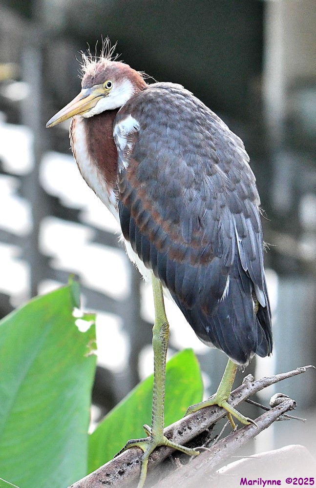 DSC_2439_001.JPG