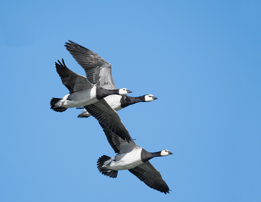 DSC_2440.jpg