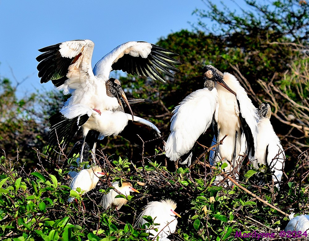 DSC_2440_001.JPG