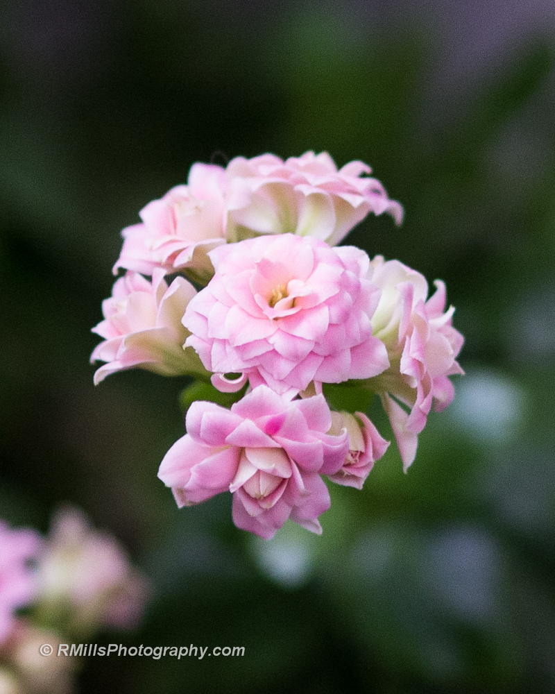 DSC_2440_5485.jpg