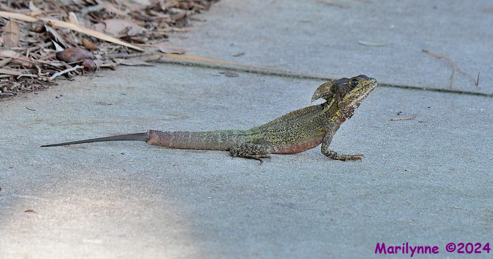 DSC_2442_001.JPG
