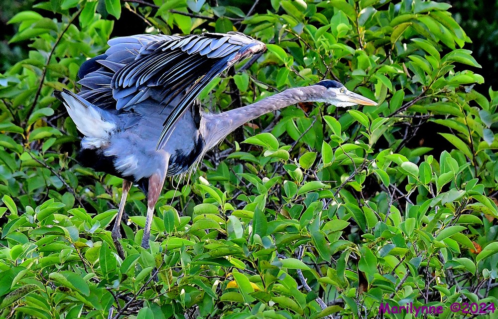 DSC_2442_001.JPG
