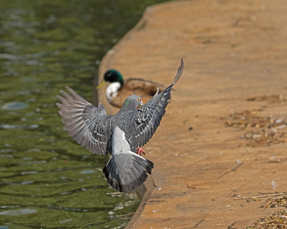 DSC_2444.jpg