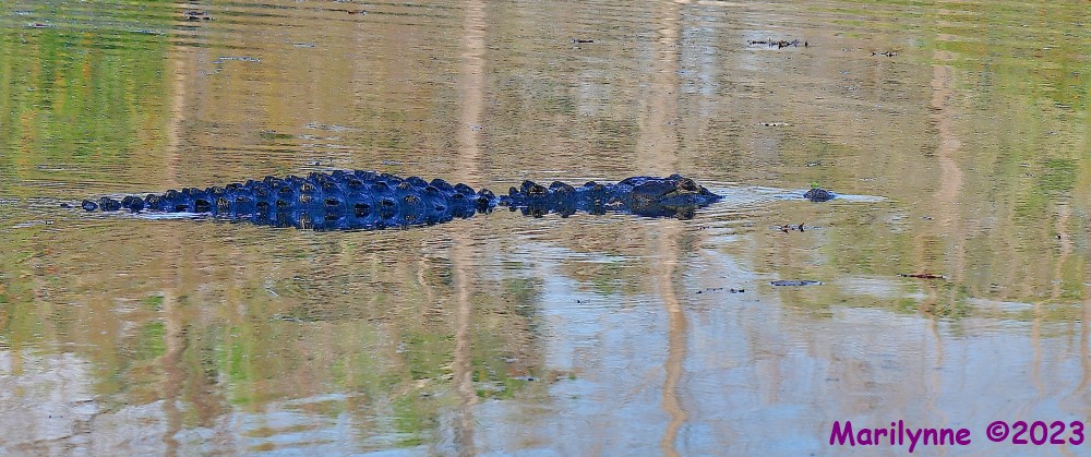 DSC_2444_001.JPG
