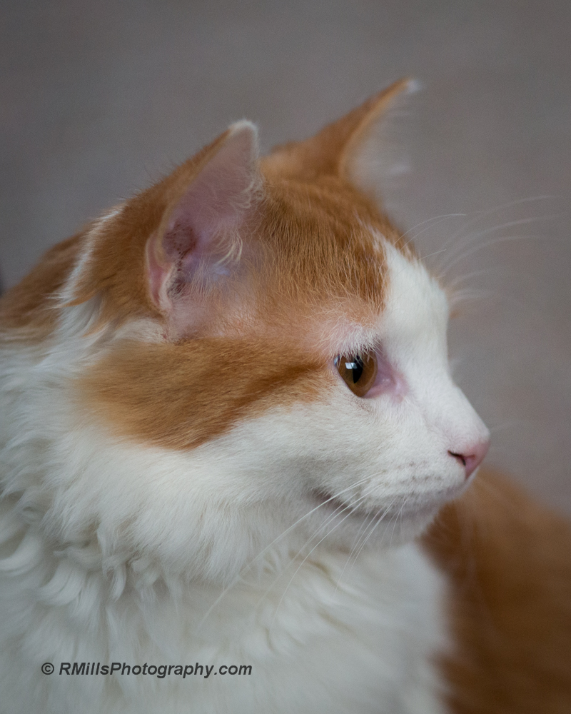 DSC_2444_5489.jpg
