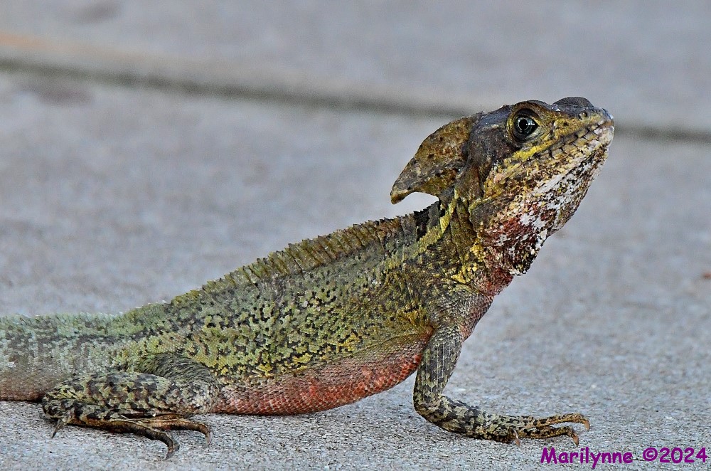 DSC_2445_001.JPG