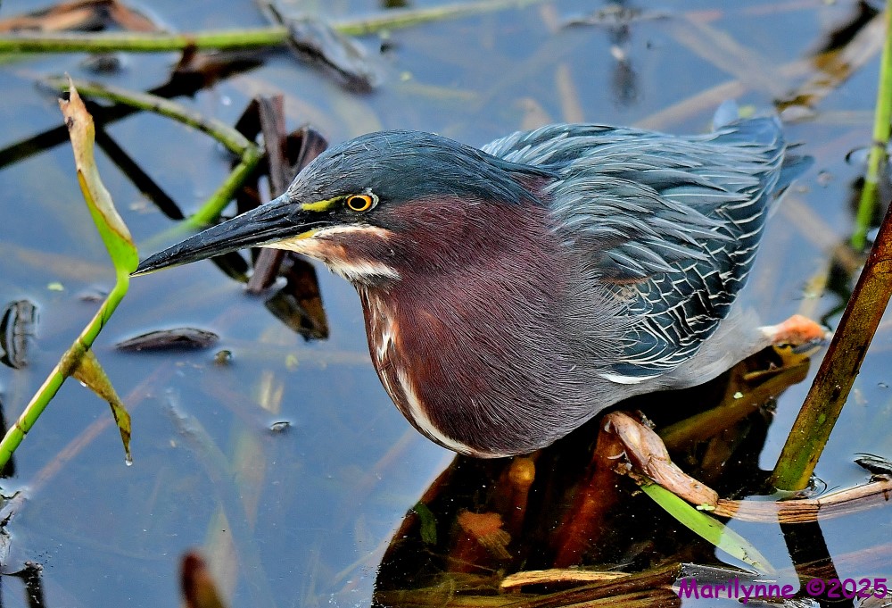 DSC_2445_001.JPG