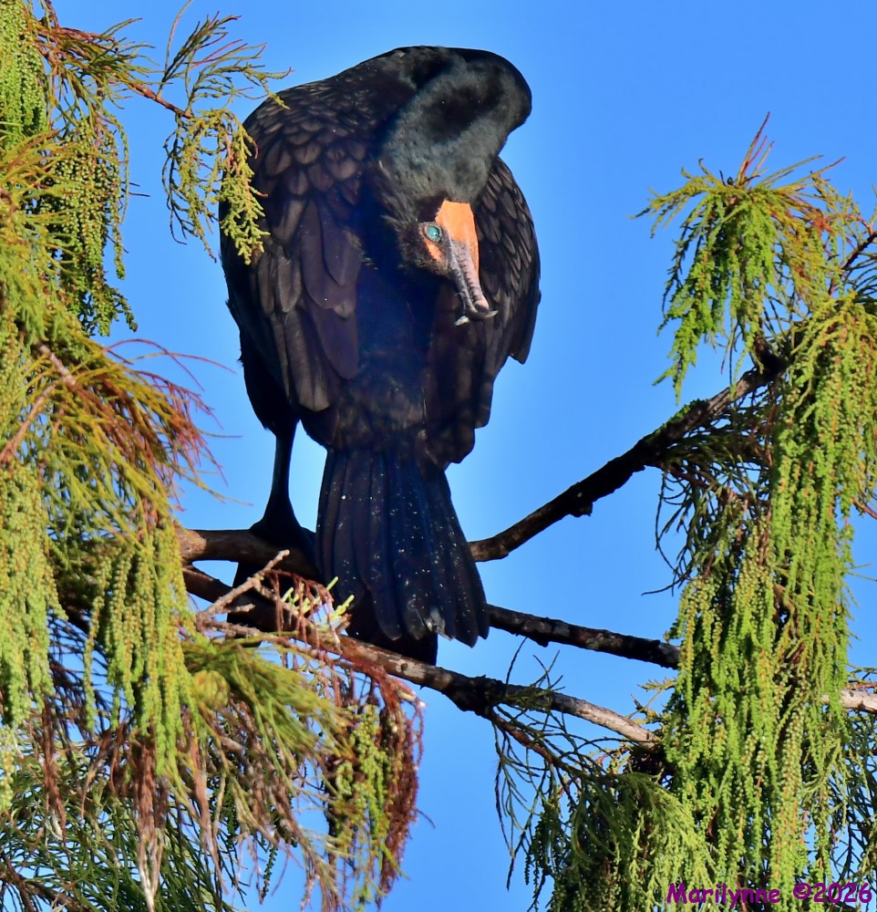 DSC_2445_001.JPG