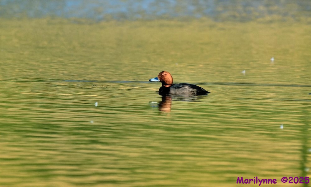 DSC_2446 copy_001.JPG