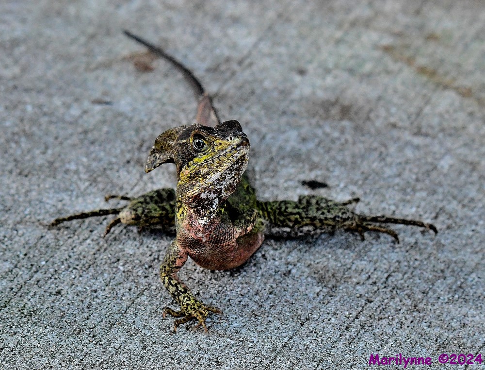 DSC_2446_001.JPG