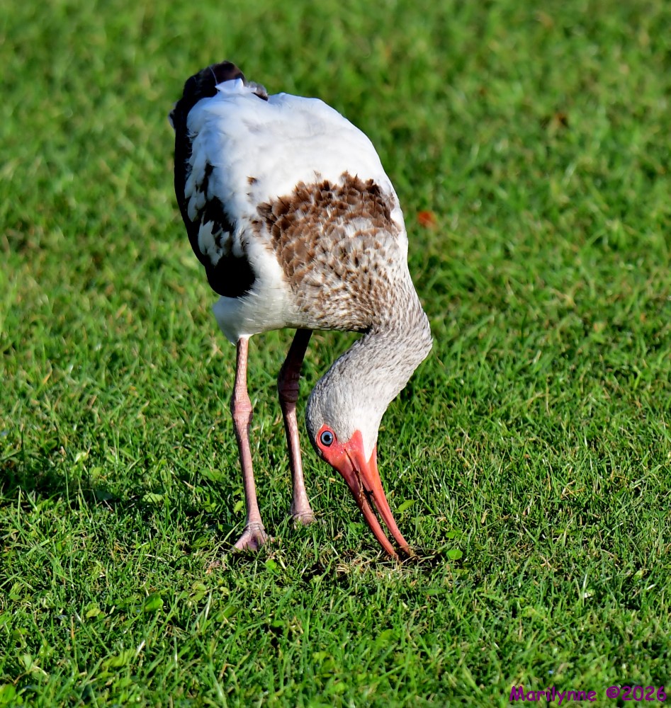DSC_2446_001.JPG