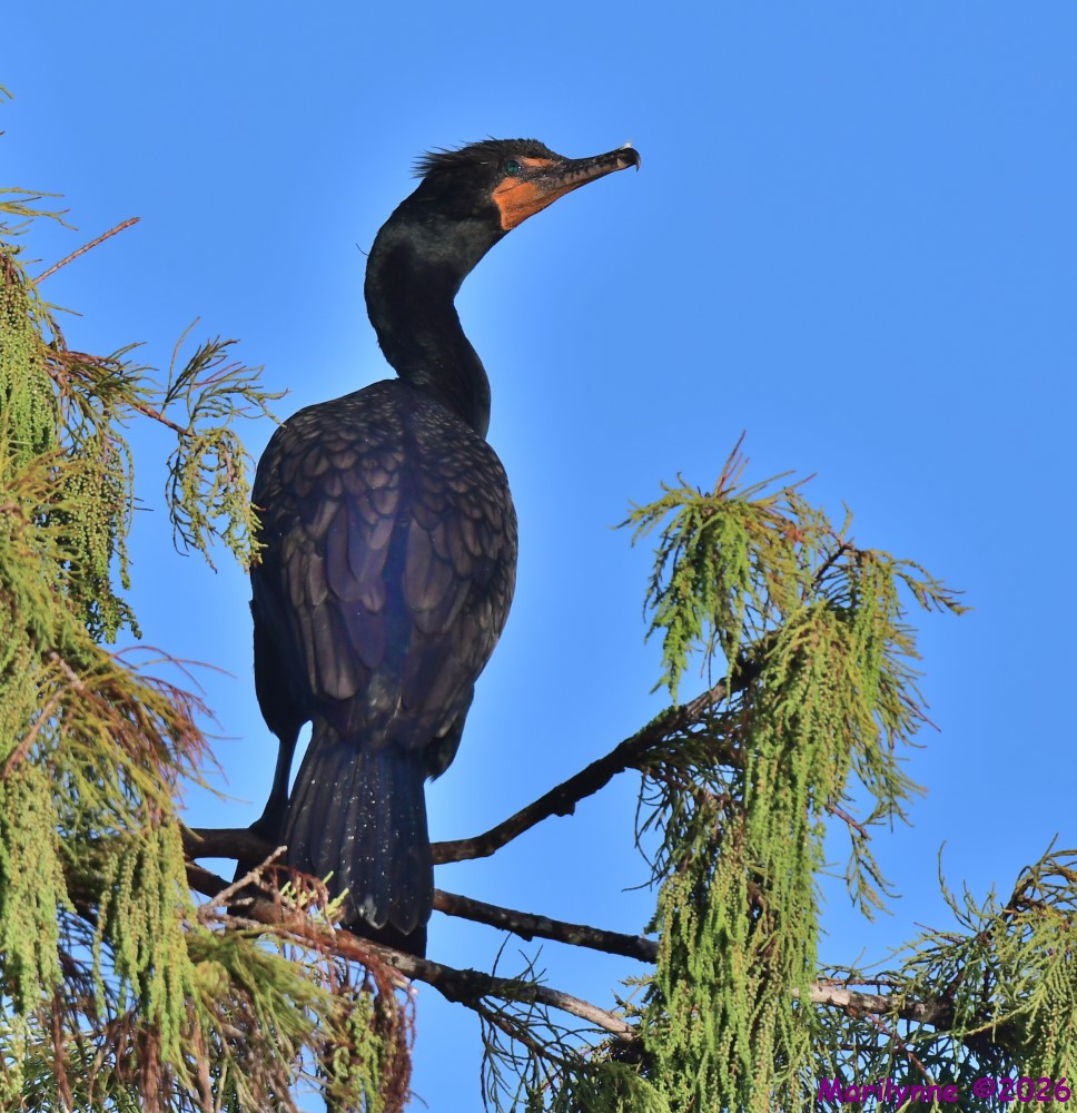 DSC_2446_001.JPG