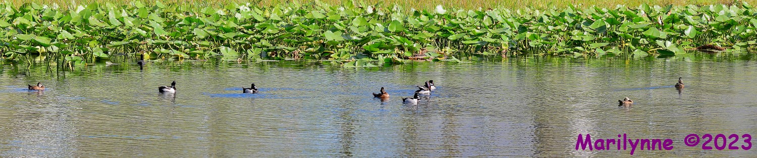 DSC_2446_stitch6_001.JPG