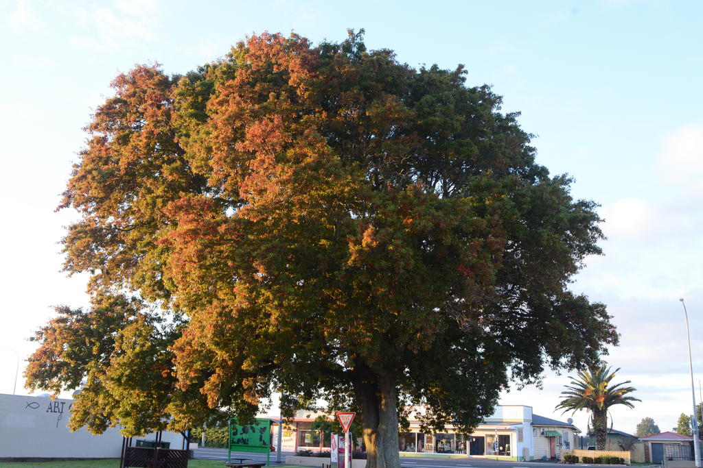 DSC_2447.jpg