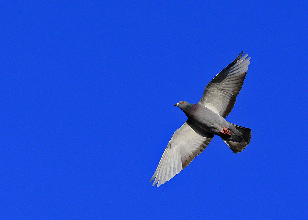 DSC_2447.jpg