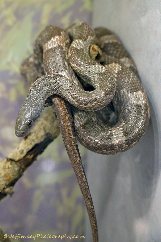 DSC_2447.jpg