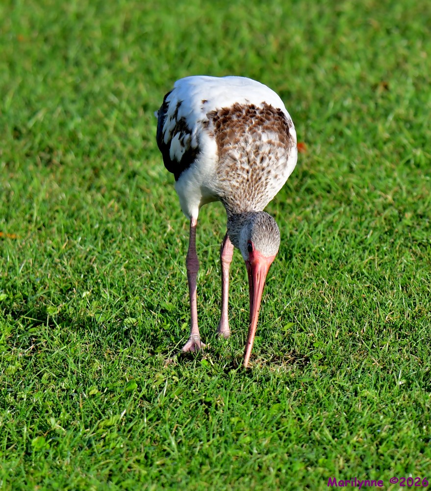 DSC_2448_001.JPG
