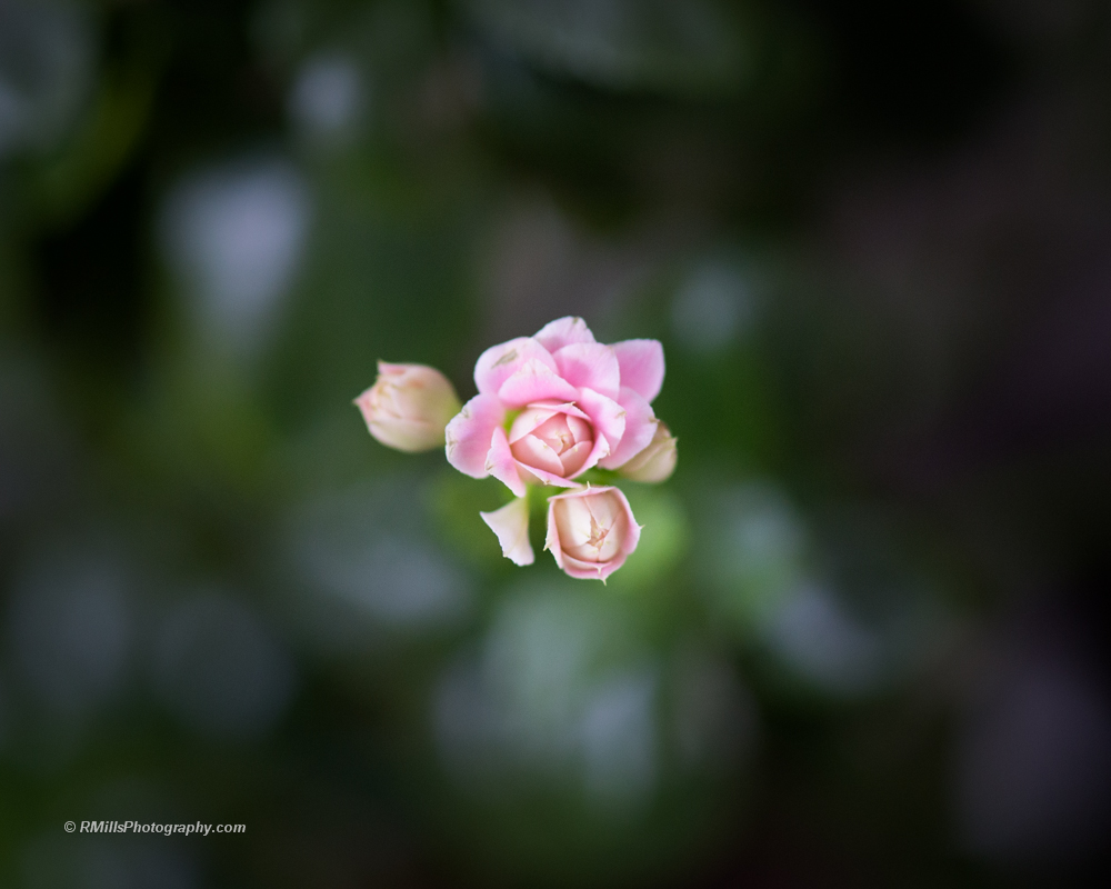 DSC_2448_5493.jpg