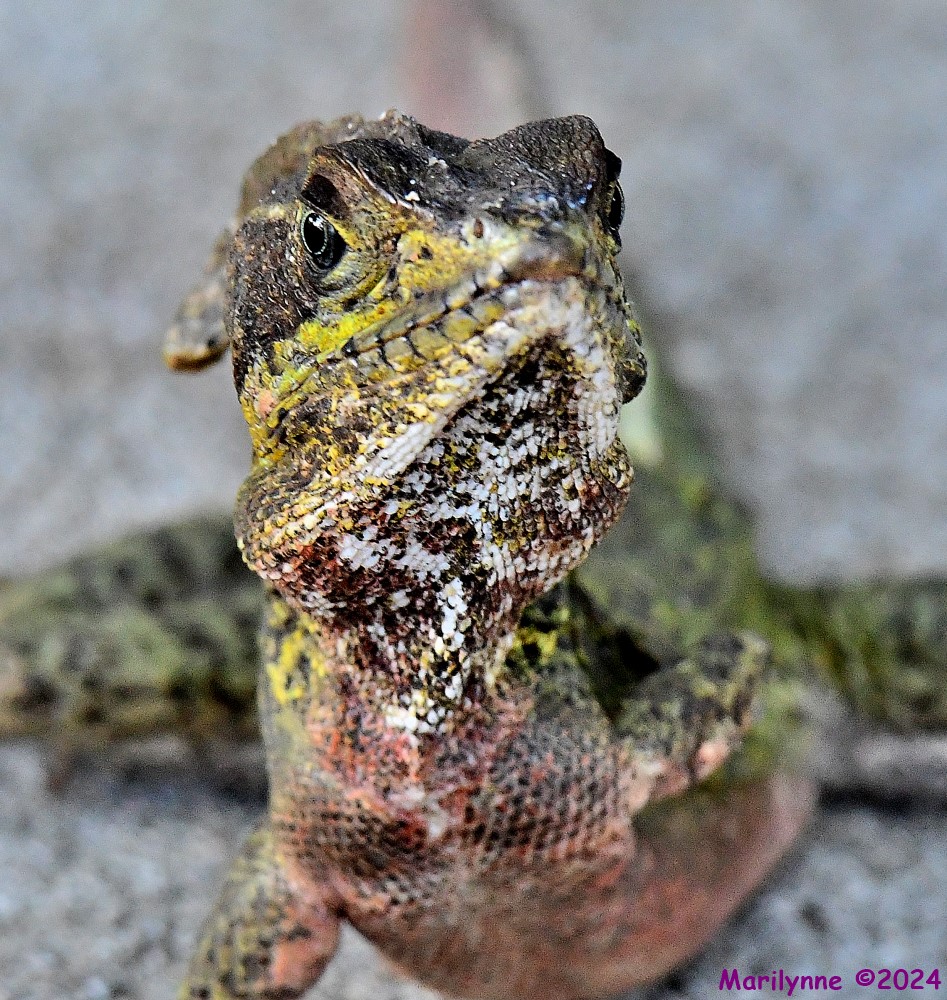 DSC_2449_001.JPG