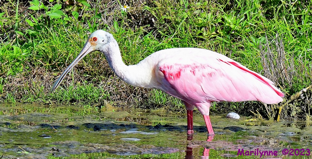 DSC_2450_001.JPG