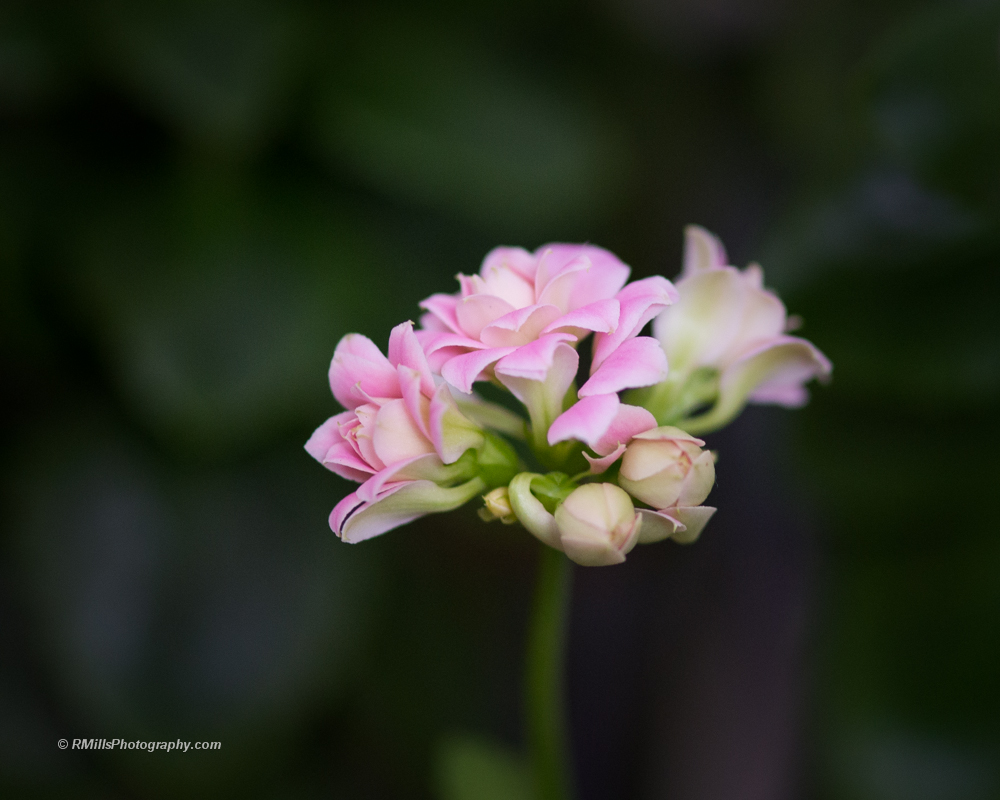 DSC_2450_5495.jpg