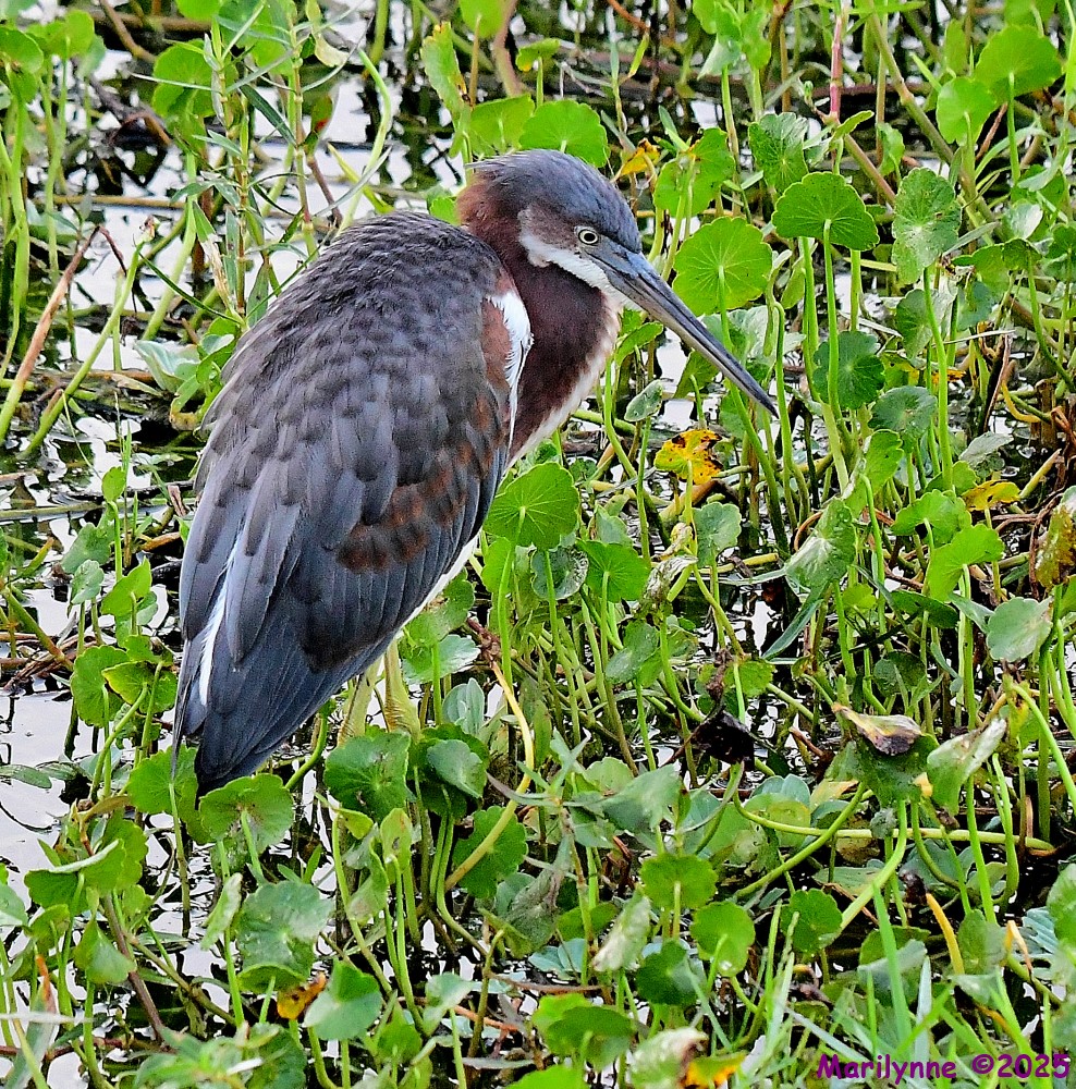 DSC_2451_001.JPG