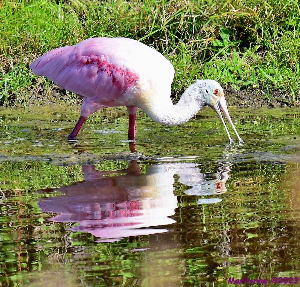 DSC_2452_001.JPG
