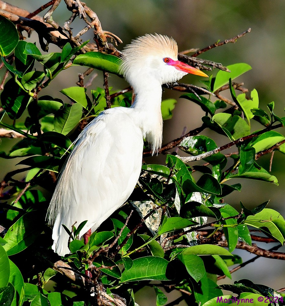 DSC_2452_001.JPG