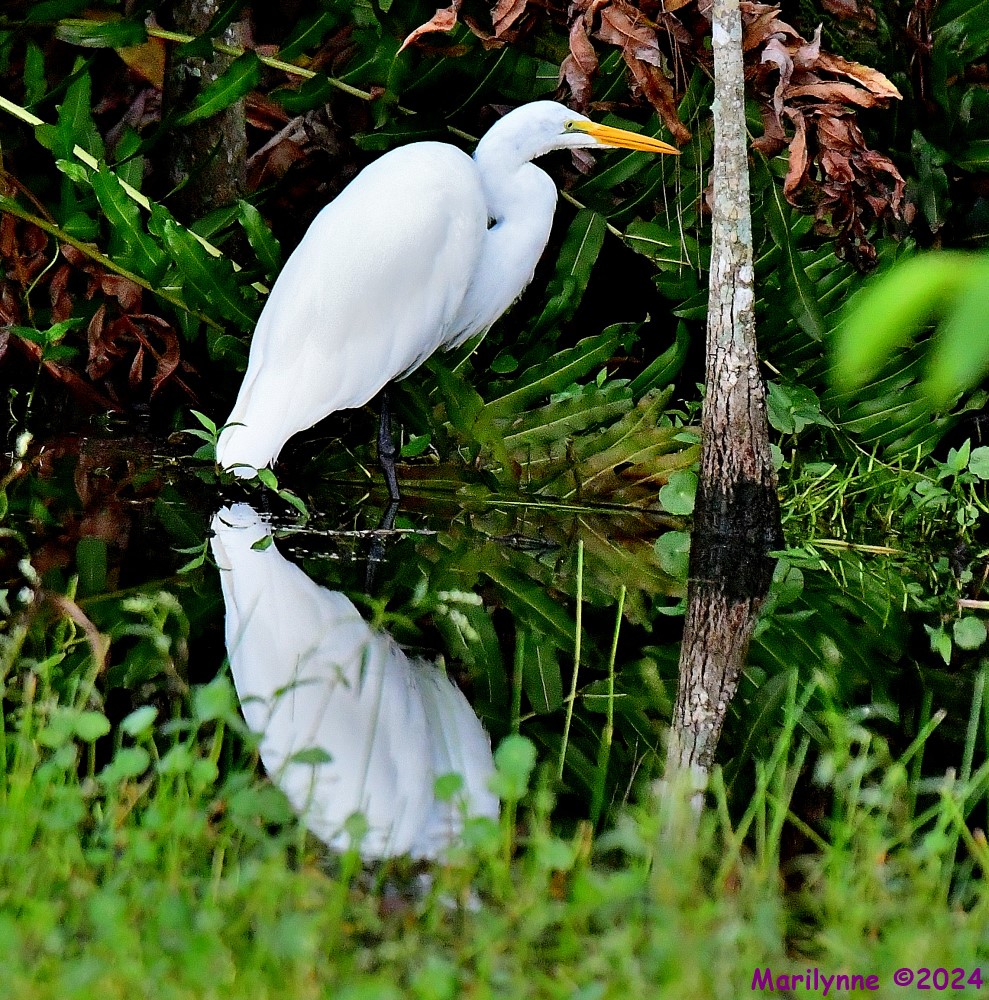 DSC_2452_001.JPG