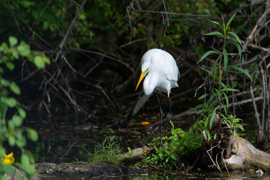 DSC_2454.jpg