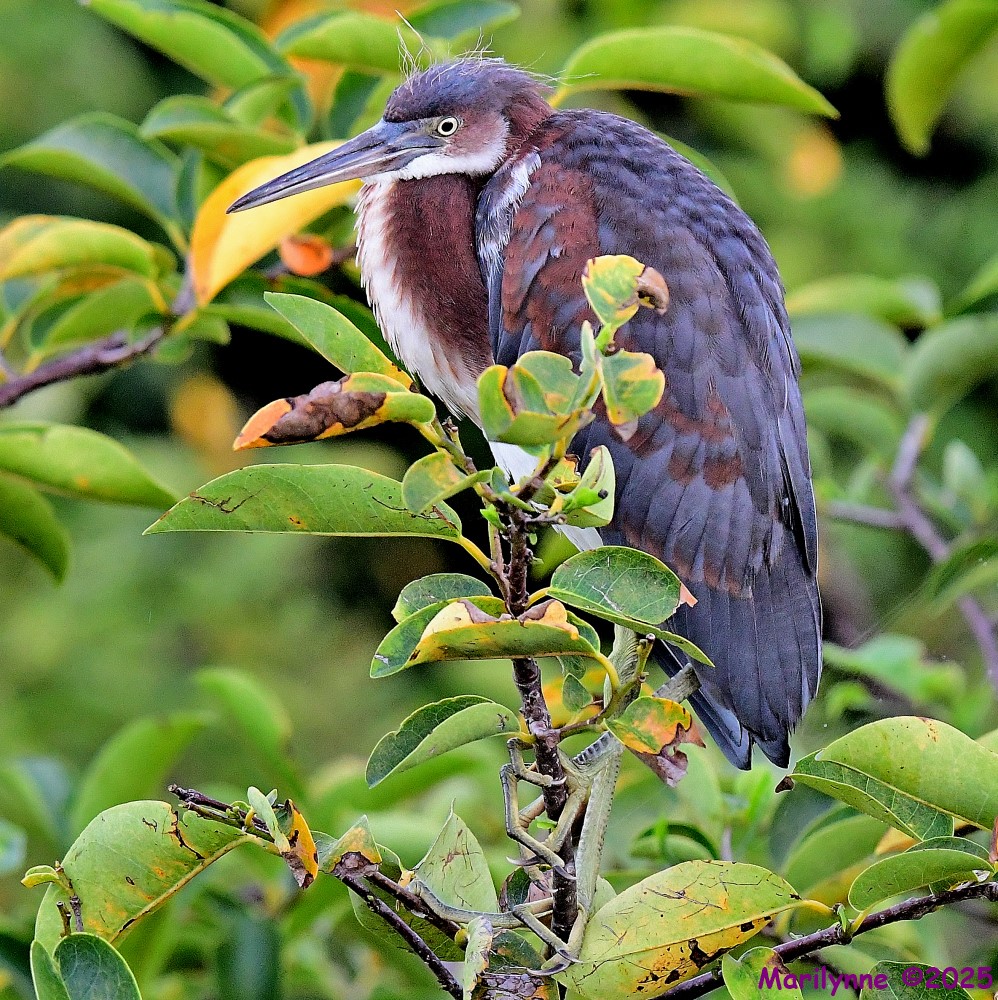 DSC_2455_001.JPG