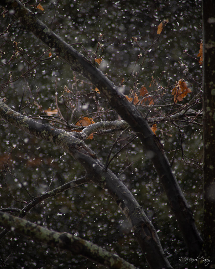 DSC_2456.jpg