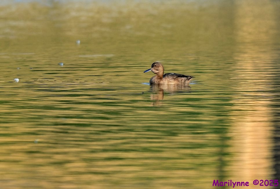 DSC_2457 copy_001.JPG