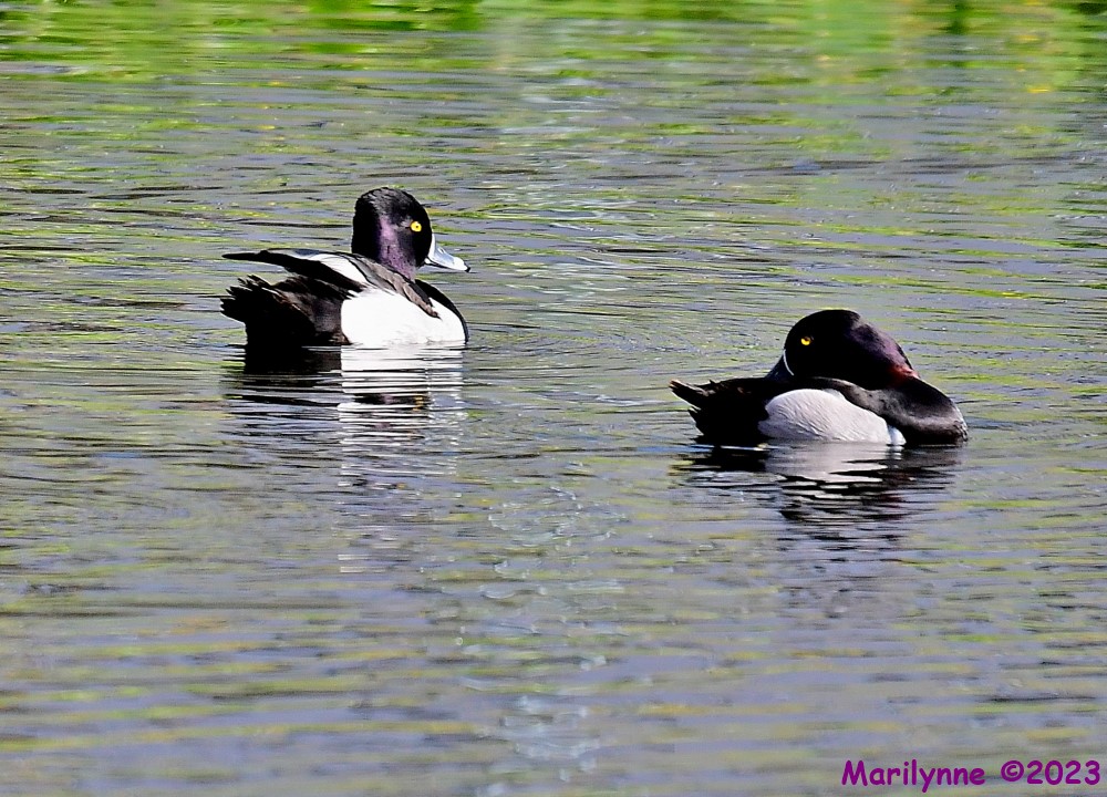 DSC_2457_001.JPG