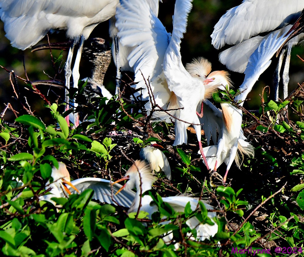 DSC_2457_001.JPG