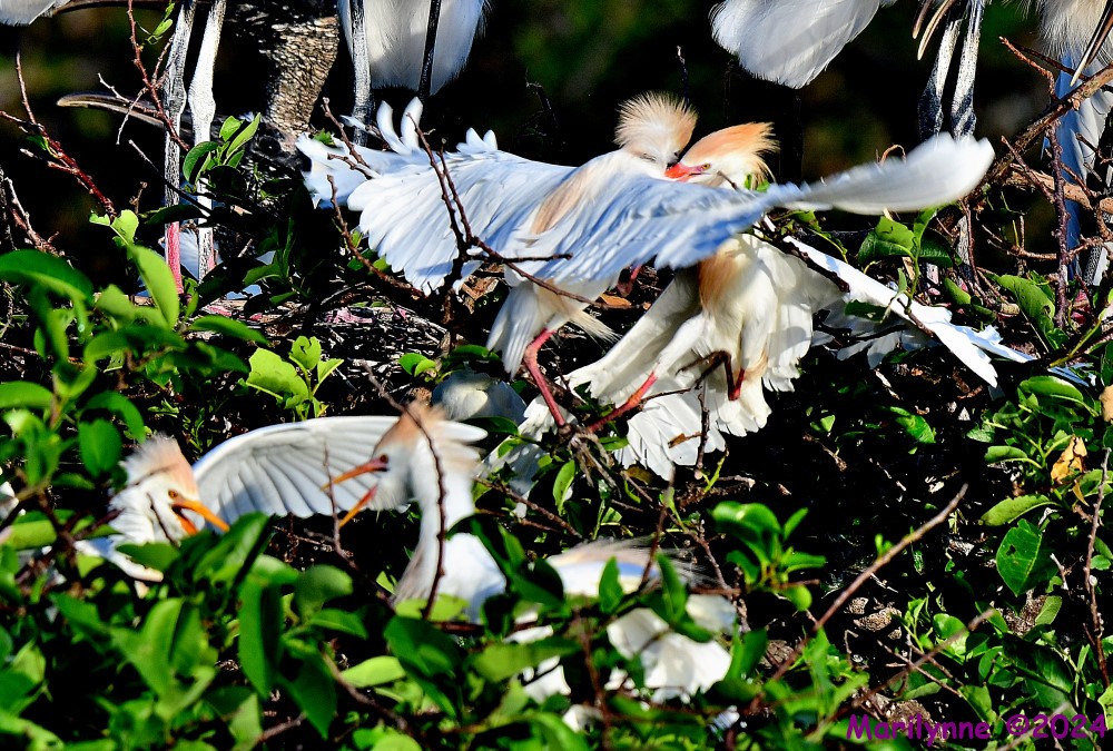 DSC_2458_001.JPG
