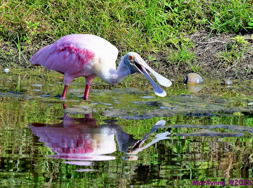 DSC_2459_001.JPG