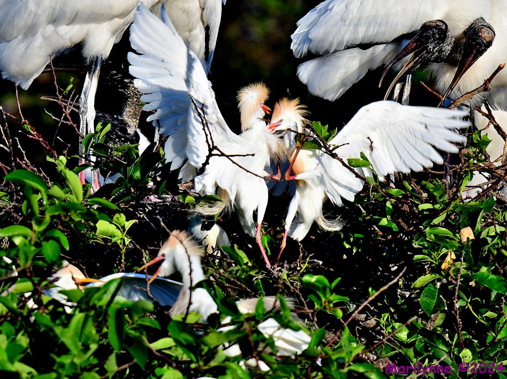 DSC_2459_001.JPG