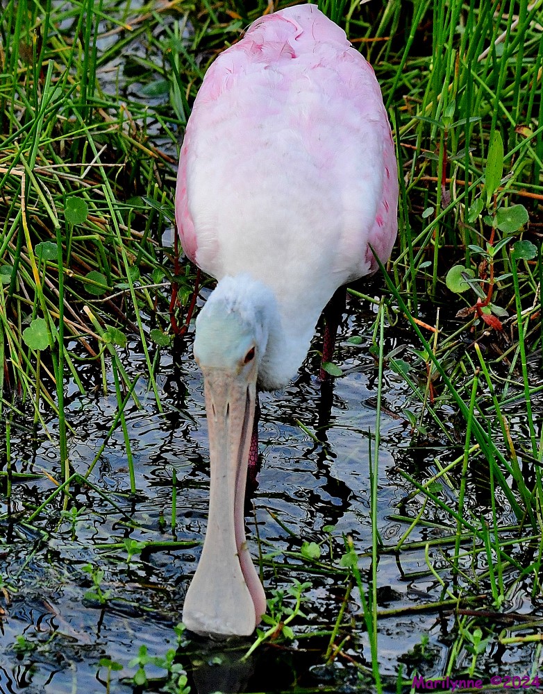 DSC_2459_001.JPG