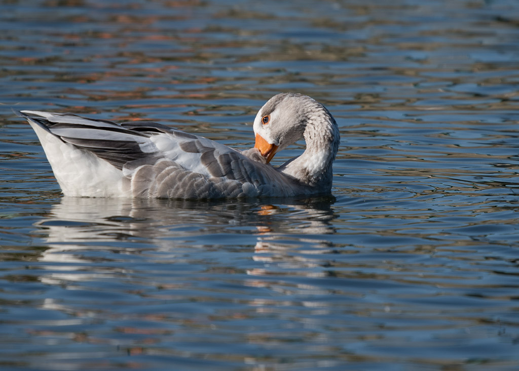 DSC_2460.jpg